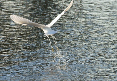 201101031538-DSC05845.jpg