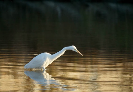 201101031553-DSC05915.jpg
