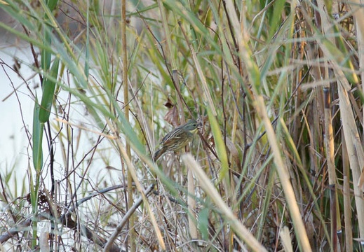 201101031620-DSC05959.jpg
