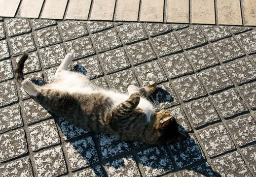 201101041003-DSC06106.jpg