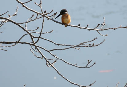 201101090939-DSC08236.jpg