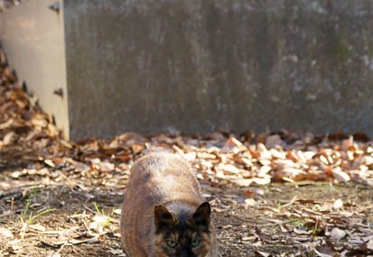201101091040-DSC08346.jpg