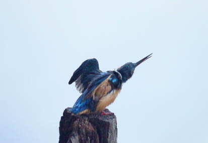 201101091107-DSC08427.jpg