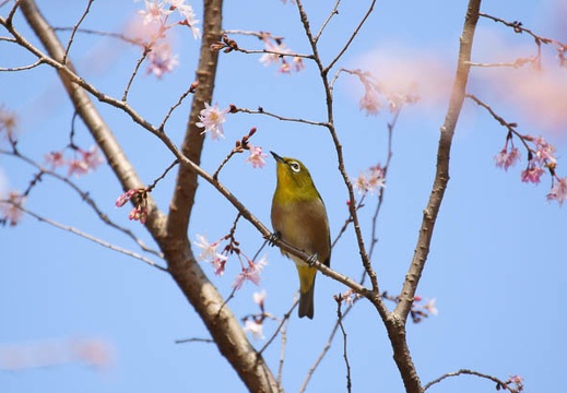 201101091207-DSC08511.jpg