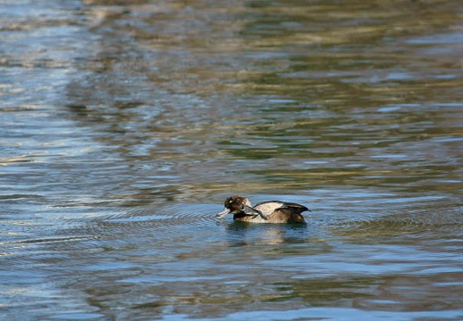 201101101433-DSC08977.jpg