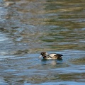 201101101433-DSC08977.jpg