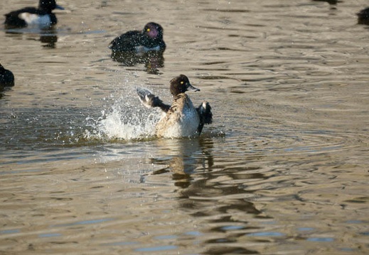 201101121354-DSC09723.jpg