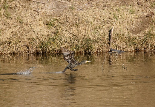 201101121413-DSC09822.jpg