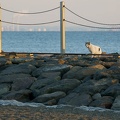201101131612-DSC00456.jpg