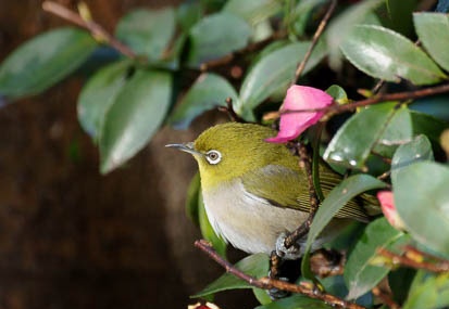 201101171513-DSC01529.jpg