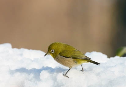201101171518-DSC01535.jpg