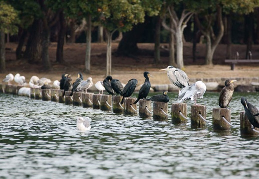 201101201333-DSC02760.jpg