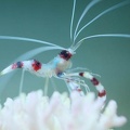 201101231514-DSC03832.jpg