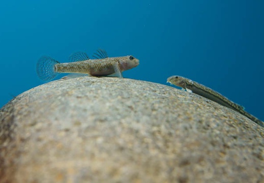 201101271455-DSC05881.jpg
