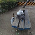 201102021444-DSC00083.jpg