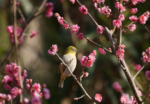 201102031334-DSC00185.jpg