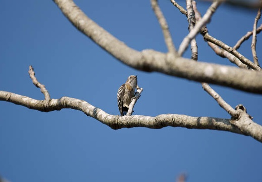 201102031355-DSC00247.jpg