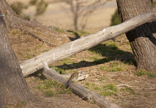 201102031448-DSC00387.jpg