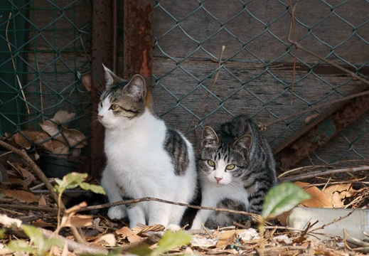 201102071206-DSC00489.jpg