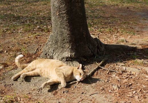 201102071225-DSC00521.jpg