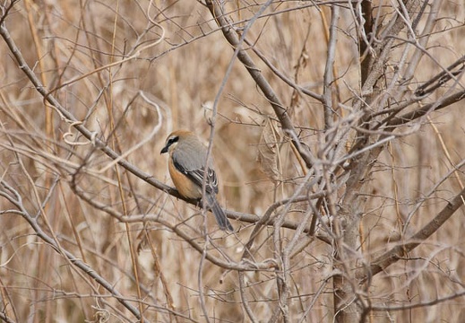 201102081240-DSC00879.jpg