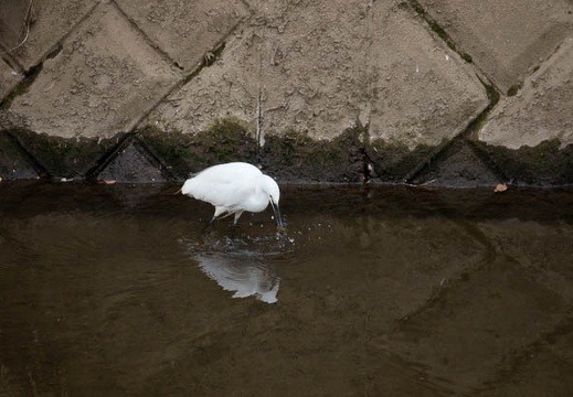 201102081341-DSC00958.jpg