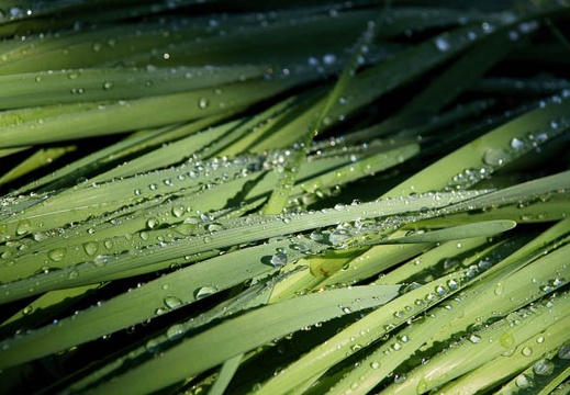 201102130900-DSC07296.jpg