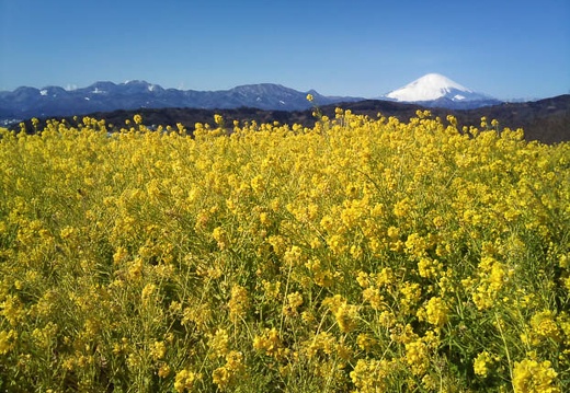 20110213105442-SO-01B.jpg