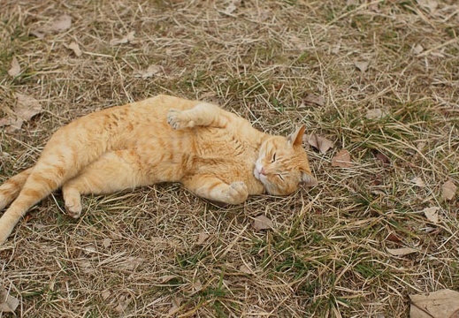 201102141429-DSC07934.jpg