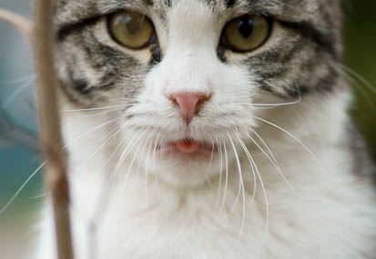 201102141525-DSC08114.jpg