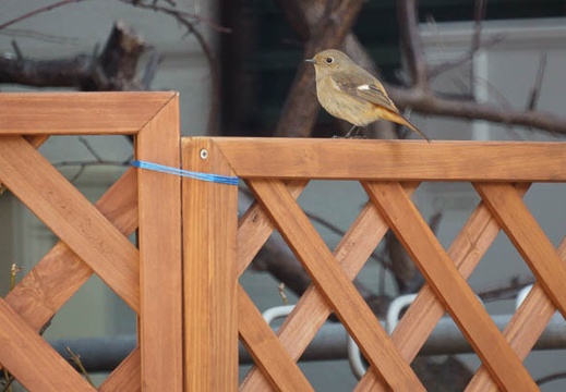 201102151416-DSC08211.jpg