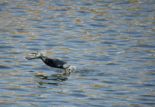 201102151437-DSC08227.jpg