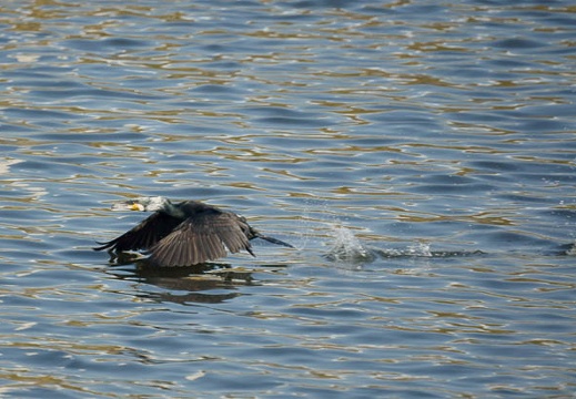 201102151437-DSC08228.jpg