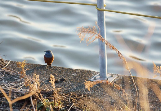 201102151645-DSC08354.jpg