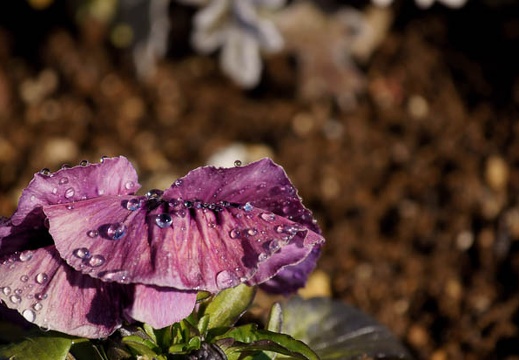 201102160929-DSC08467.jpg