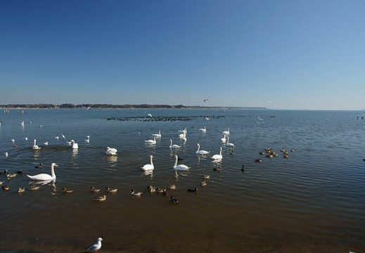 201102161121-DSC08730.jpg