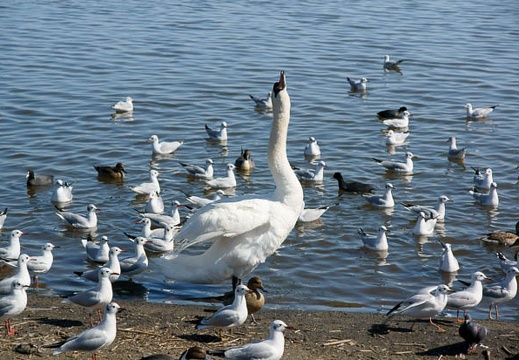 201102161126-DSC08756.jpg