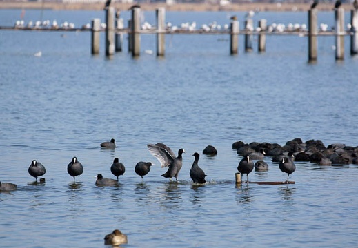 201102161132-DSC08775.jpg
