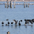 201102161132-DSC08775.jpg