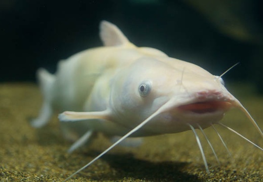 201102161313-DSC08897.jpg