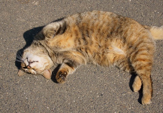 201102221236-DSC00525.jpg