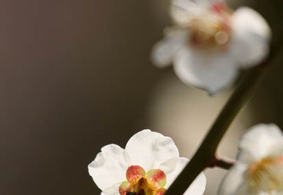 201102261158-DSC01082.jpg