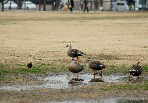 201103011500-DSC01878.jpg