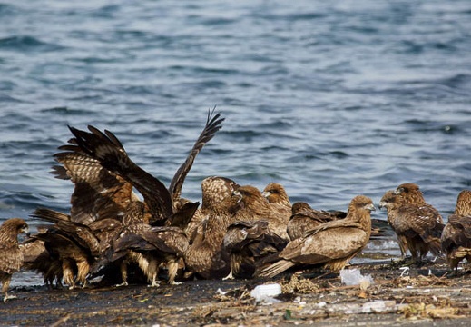 201103031434-DSC02520.jpg
