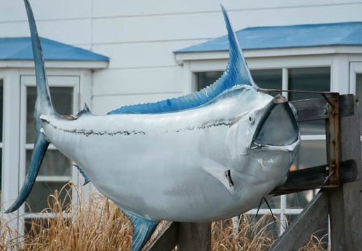 201103031451-DSC02569.jpg