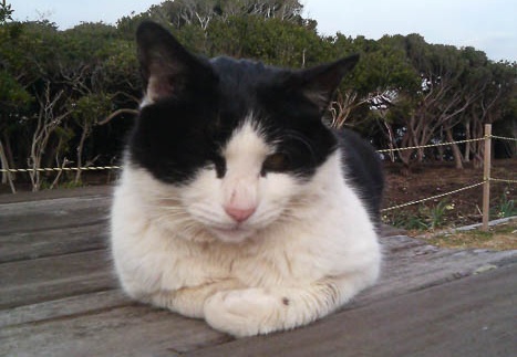 20110303152431-SO902i.jpg