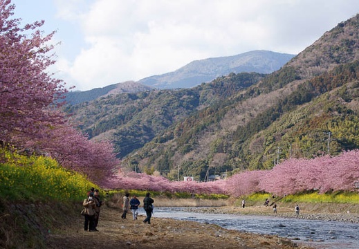 03.04 第21回 河津桜まつり