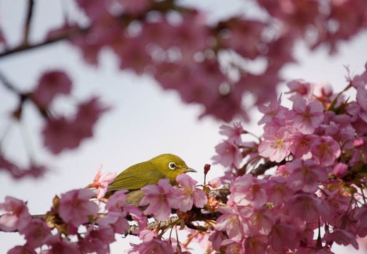 201103041525-DSC02865.jpg