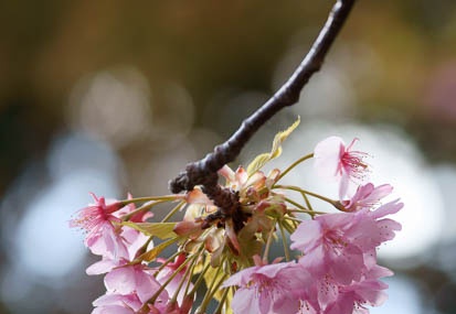 201103041538-DSC02902.jpg