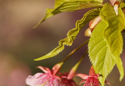 201103041601-DSC02990.jpg